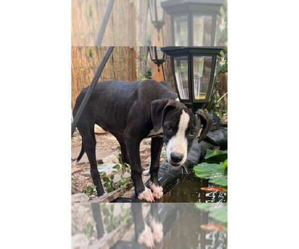 Medium Photo #4 Boxer Puppy For Sale in Austin, TX, USA