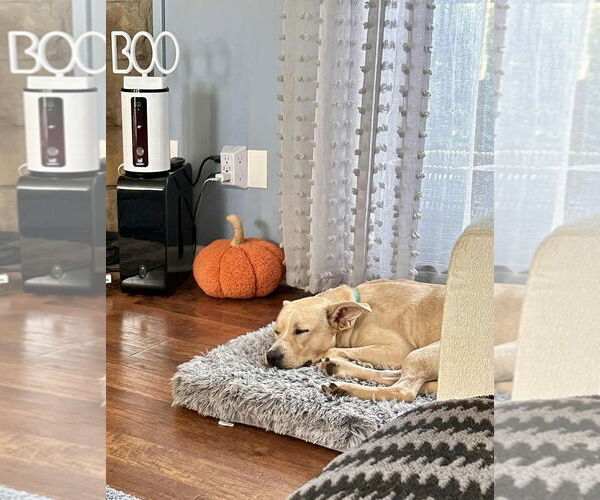 Medium Photo #7 Mutt Puppy For Sale in Rockaway, NJ, USA