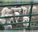 Image preview for Ad Listing. Nickname: Litter of 8