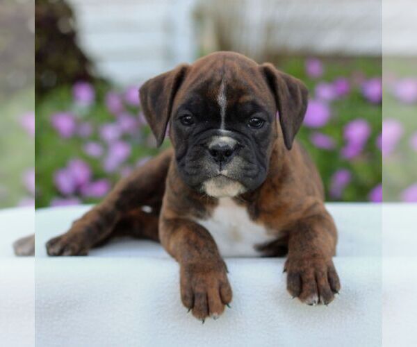 Medium Photo #3 Boxer Puppy For Sale in GORDONVILLE, PA, USA