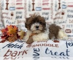 Small #1 Shih-Poo