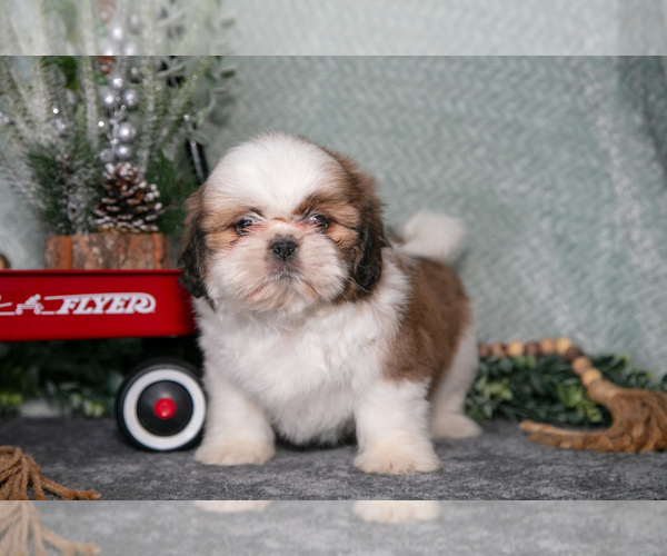 Medium Photo #2 Shih Tzu Puppy For Sale in CLARE, MI, USA