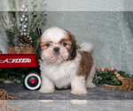 Puppy Lisa Shih Tzu