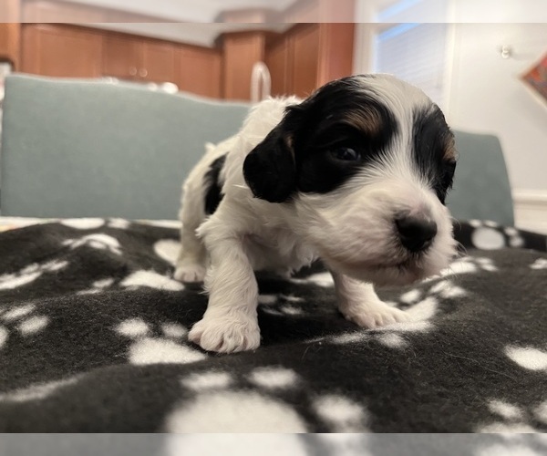 Medium Photo #3 Cavapoo Puppy For Sale in PIEDMONT, SC, USA