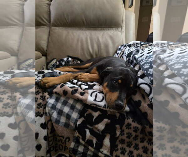 Medium Photo #3 Doberman Pinscher-Unknown Mix Puppy For Sale in Minneaoplis, MN, USA
