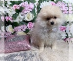 Small #89 Pomeranian