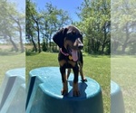 Small #14 Doberman Pinscher
