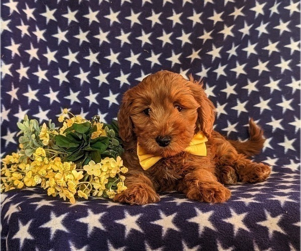 Medium Photo #5 Goldendoodle (Miniature) Puppy For Sale in QUARRYVILLE, PA, USA