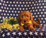 Small Photo #5 Goldendoodle (Miniature) Puppy For Sale in QUARRYVILLE, PA, USA