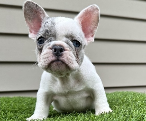 Medium Photo #1 French Bulldog Puppy For Sale in GREENFIELD, WI, USA