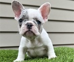 Small Photo #1 French Bulldog Puppy For Sale in GREENFIELD, WI, USA