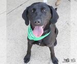 Small #2 Labrador Retriever Mix