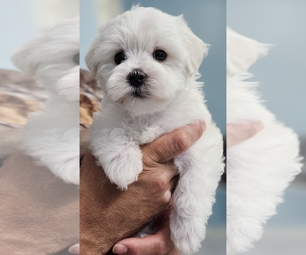 Medium Photo #1 Maltese Puppy For Sale in LOCKHART, TX, USA