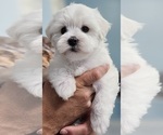 Puppy Puppy 4 Maltese