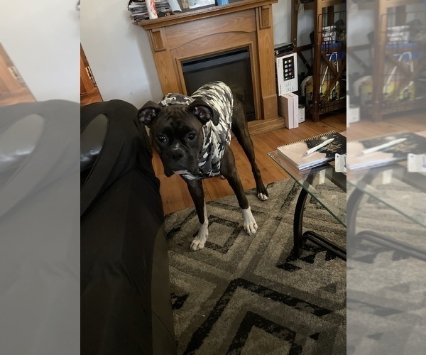 Medium Photo #1 American Bully-Boxer Mix Puppy For Sale in HAMMOND, IN, USA