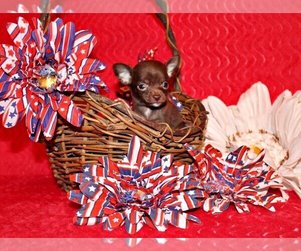 Medium Photo #2 Chihuahua Puppy For Sale in CHARLESTON, AR, USA