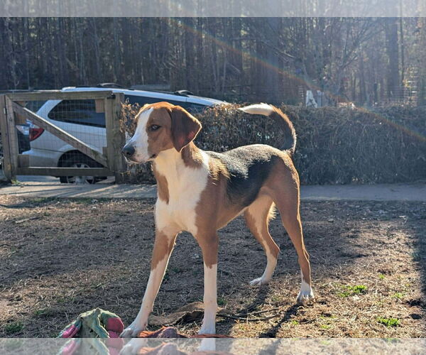 Medium Photo #4 Mutt Puppy For Sale in Roxboro, NC, USA