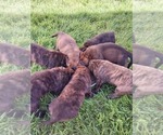 Small Mastiff