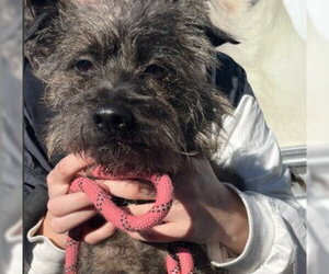 Cairn Terrier-Unknown Mix Dogs for adoption in Alameda, CA, USA