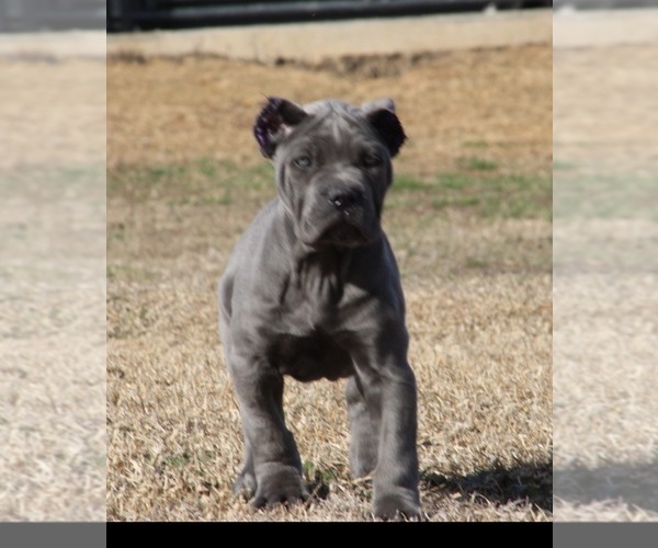 Medium Photo #2 Cane Corso Puppy For Sale in RAEFORD, NC, USA