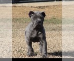 Small #1 Cane Corso