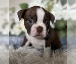 Puppy Joy Boston Terrier