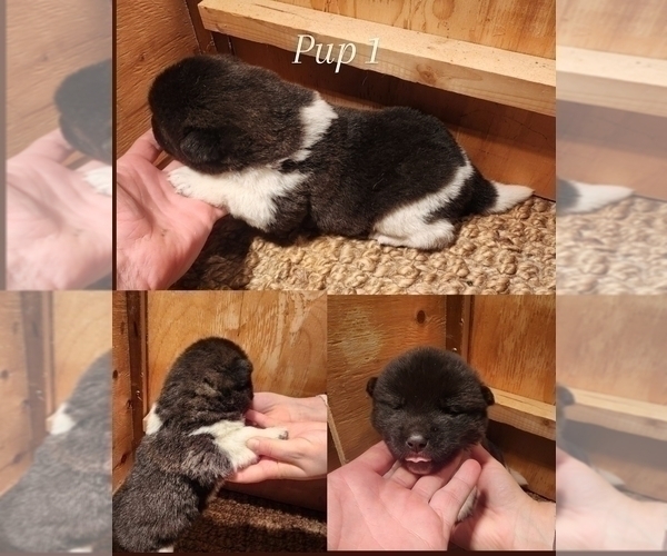Medium Photo #6 Akita Puppy For Sale in STRAFFORD, MO, USA