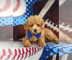 Small Photo #6 Poodle (Miniature) Puppy For Sale in OXFORD, PA, USA