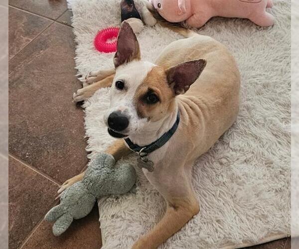 Medium Photo #1 Mutt Puppy For Sale in San Antonio, TX, USA