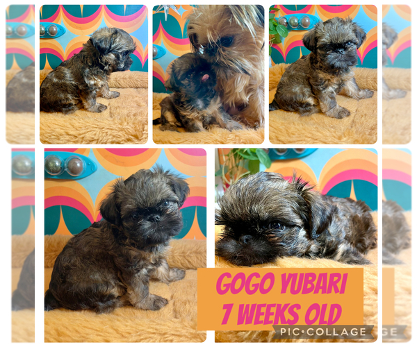Medium Photo #2 Brussels Griffon Puppy For Sale in LAKE VILLA, IL, USA