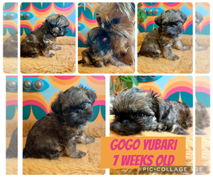 Medium Brussels Griffon