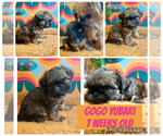 Puppy Puppy 2 Brussels Griffon