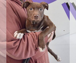 Rain - Male American Staffordshire Terrier-Unknown Mix Dog for Adoption - Photo #7