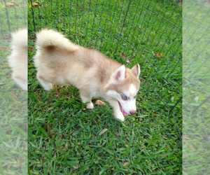 Siberian Husky Puppy for sale in ORANGE PARK, FL, USA