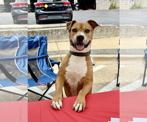 Tank - Male American Pit Bull Terrier-Unknown Mix Dog for Adoption - Photo #2