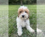 Small #36 Poodle (Miniature)