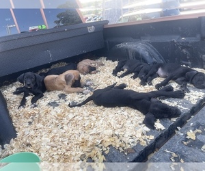 Great Dane Puppy for sale in KRUM, TX, USA