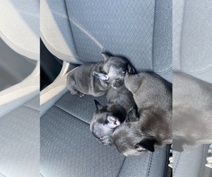 French Bulldog Puppy for sale in DOWNEY, CA, USA
