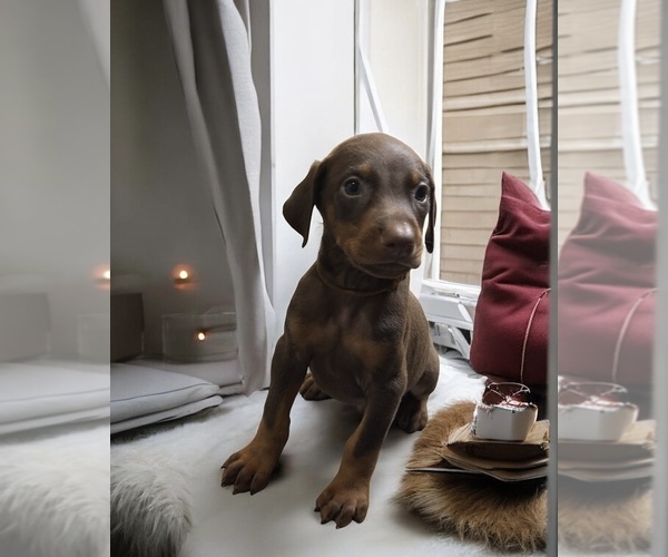Medium Photo #5 Doberman Pinscher Puppy For Sale in POMEROY, OH, USA