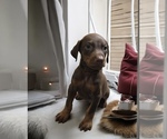 Small #4 Doberman Pinscher
