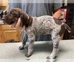 Small Photo #5 German Shorthaired Pointer Puppy For Sale in ALBEMARLE, NC, USA