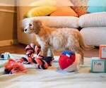 Small Photo #1 Goldendoodle-Poodle (Standard) Mix Puppy For Sale in WACO, TX, USA