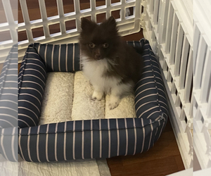 Pomeranian Puppy for sale in LONG VALLEY, NJ, USA