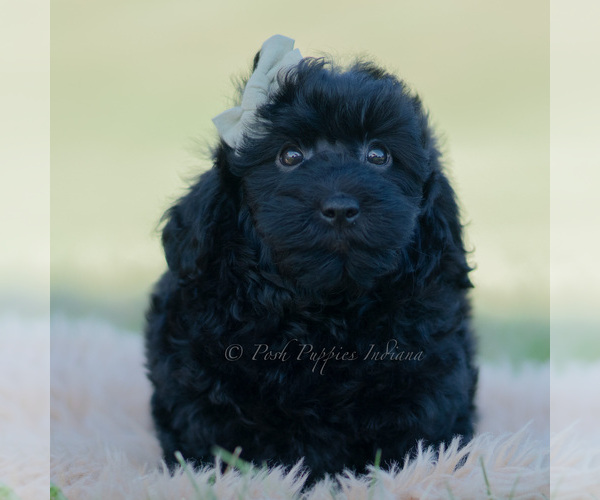Medium Photo #3 Goldendoodle (Miniature) Puppy For Sale in WARSAW, IN, USA