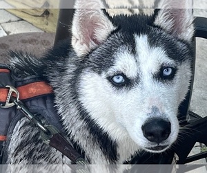 Alaskan Husky Puppy for sale in RIDGEFIELD, CT, USA