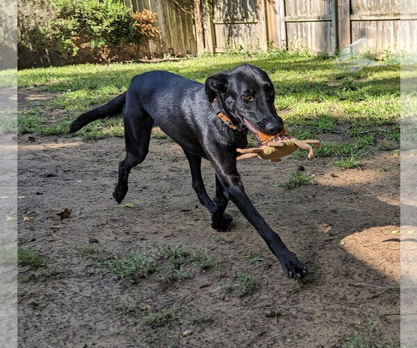 Medium Photo #9 Labrador Retriever-Unknown Mix Puppy For Sale in Munford, TN, USA