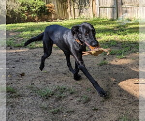 Magic Man - Male Labrador Retriever-Unknown Mix Dog for Adoption - Photo #9