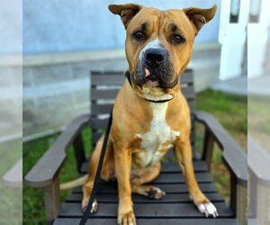 Mutt Dogs for adoption in Long Beach, CA, USA