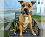 *RACHEL - Female Mutt Dog for Adoption - Small photo