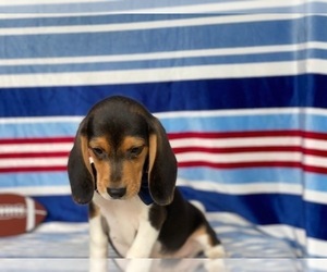 Beagle Puppy for sale in LANCASTER, PA, USA
